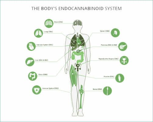 Body's Endocannabinoid System Diagram
